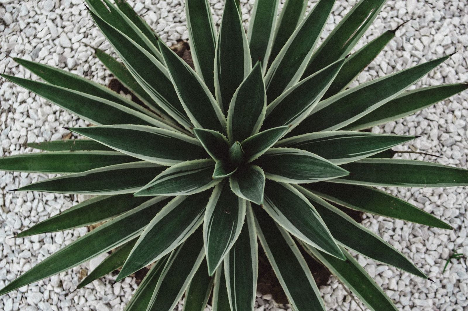 A Season-by-Season Lawn Care Guide for New Zealand